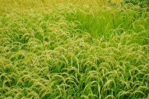 水稻需肥规律及施肥技术